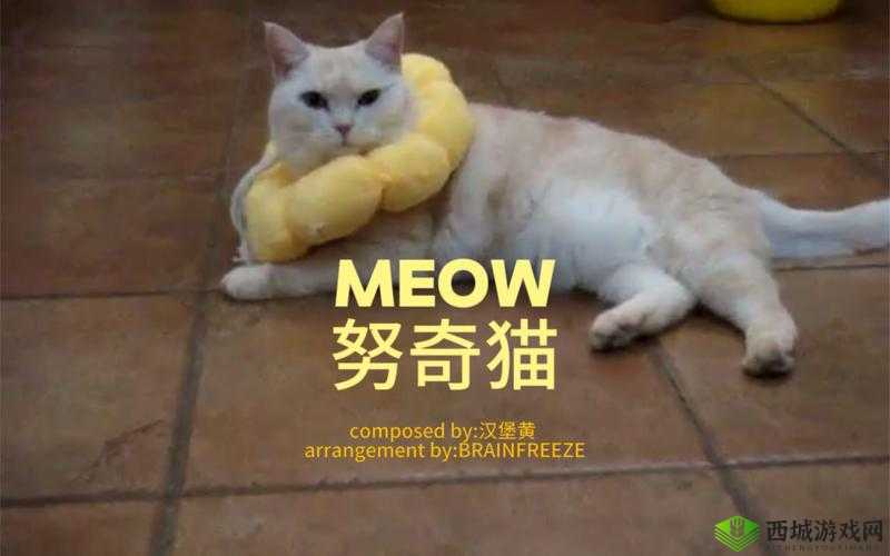 猫咪 MV 最新地域名怎么取：探寻命名之法
