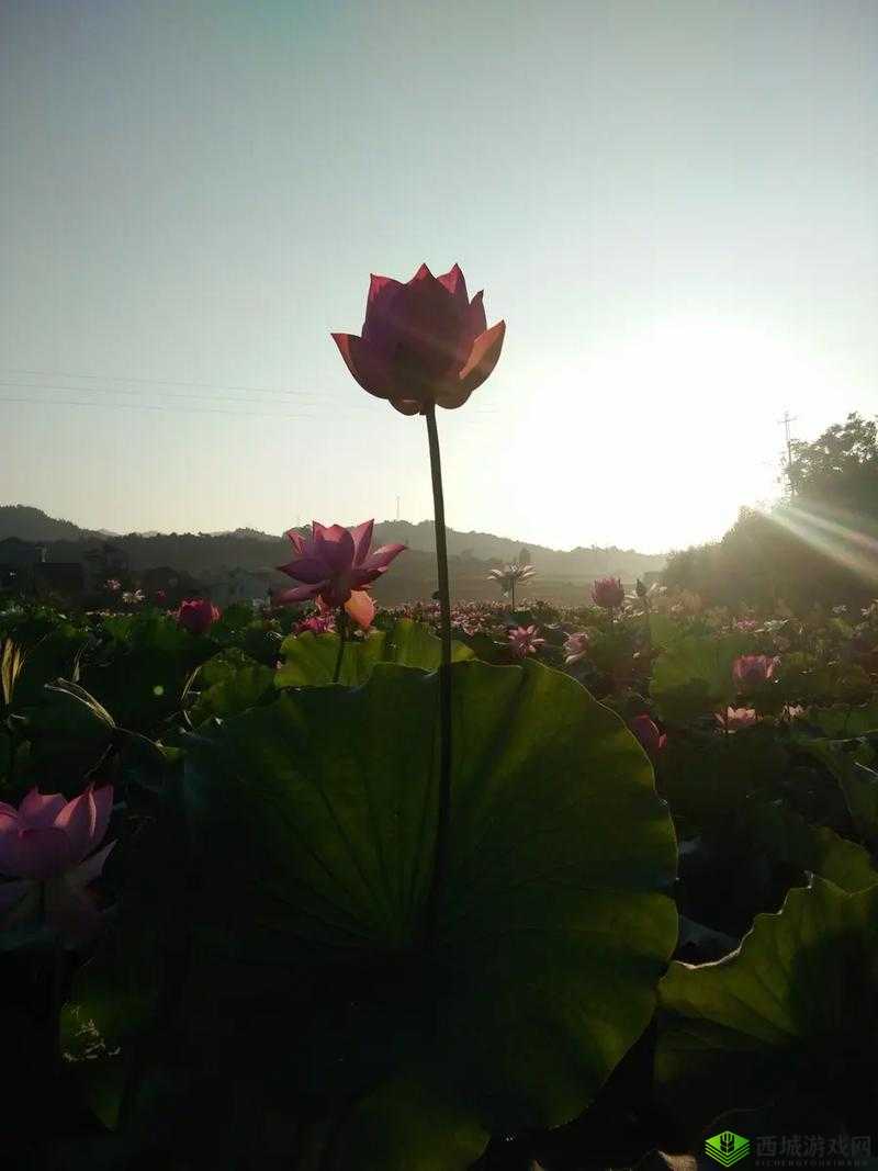 女性莲花开症状图片：神秘而独特的身体现象展现