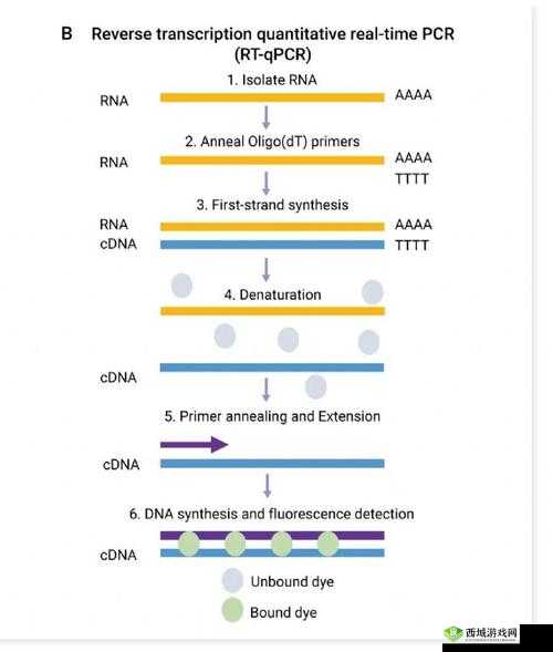 杂交技术助力基因研究：rna 与 cDNA 的奥秘