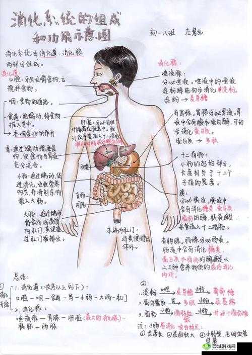 探索自己身体的奥秘：从自 w 到高 c 的私密旅程