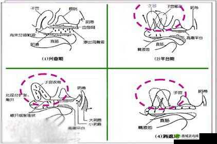 嗯～嗯～嗯～高潮时竟失禁引发的强烈反应