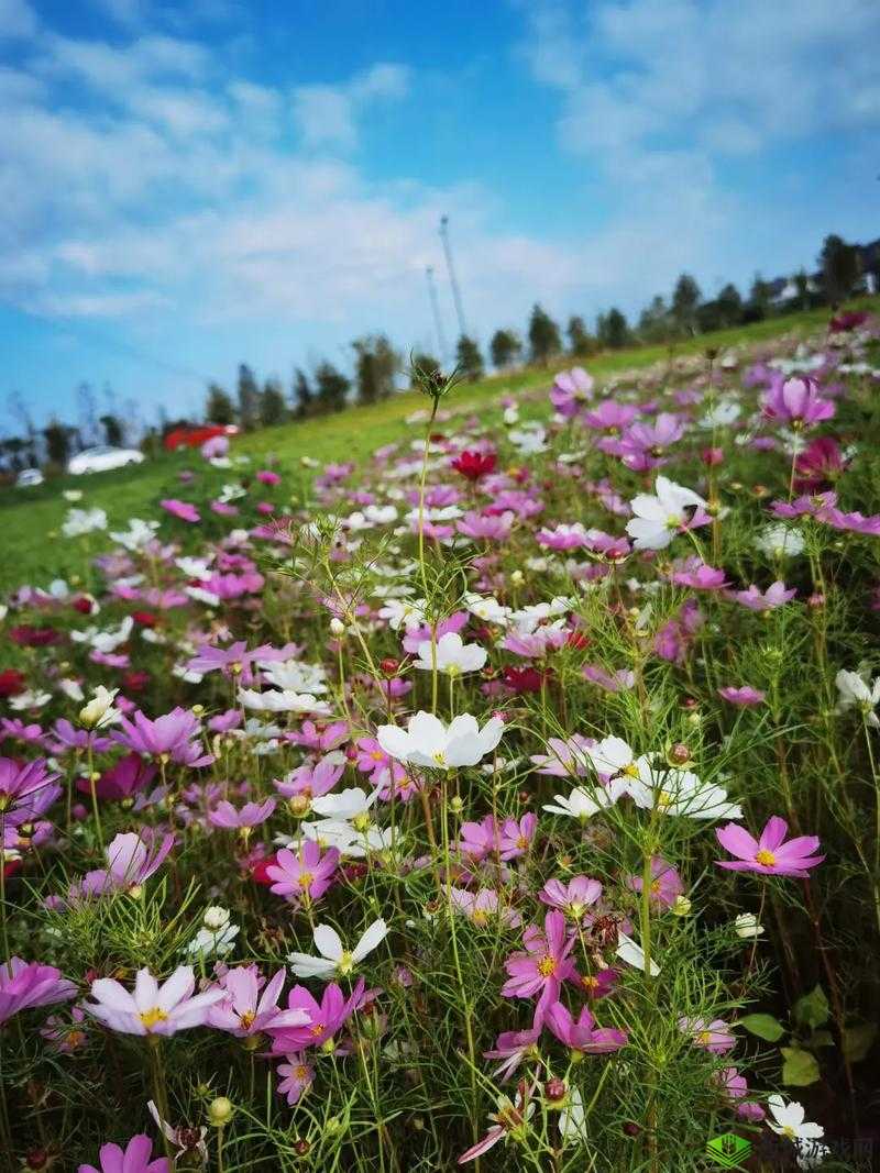 野花韩国大全免费看 8：一场视觉盛宴的开启