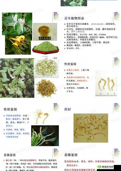 银色器物TXL 金银花的材质有何特点：深度解析其独特属性