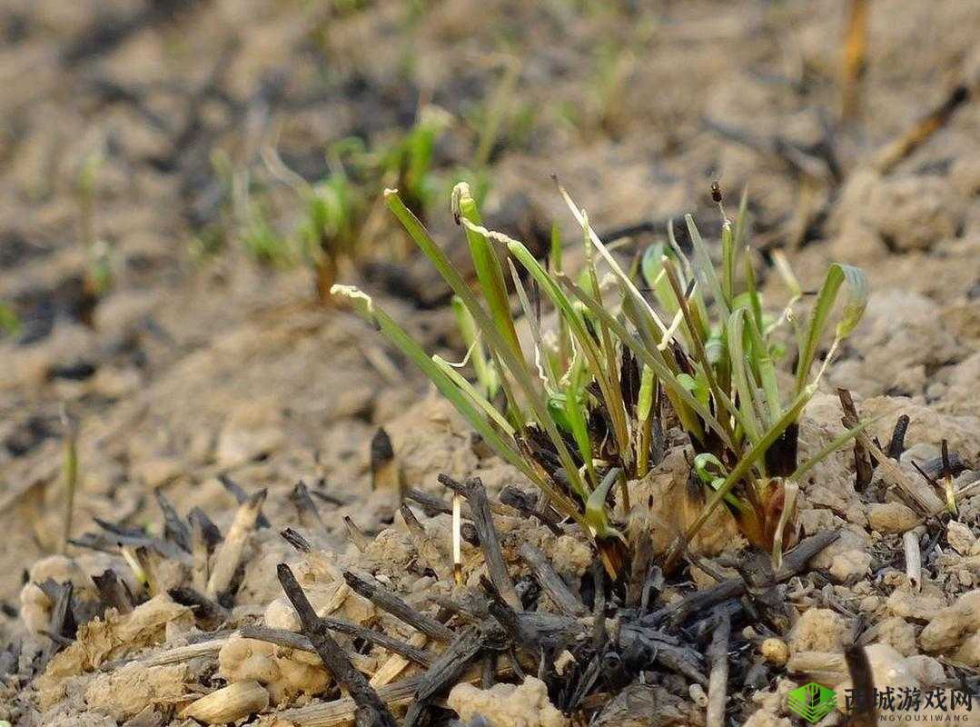 嫩叶草 M 码与欧洲码区别之要点剖析