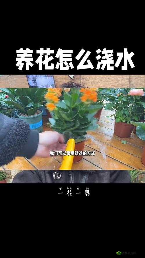 扣水的正确方法视频教程：让你的绿植更加健康的小技巧