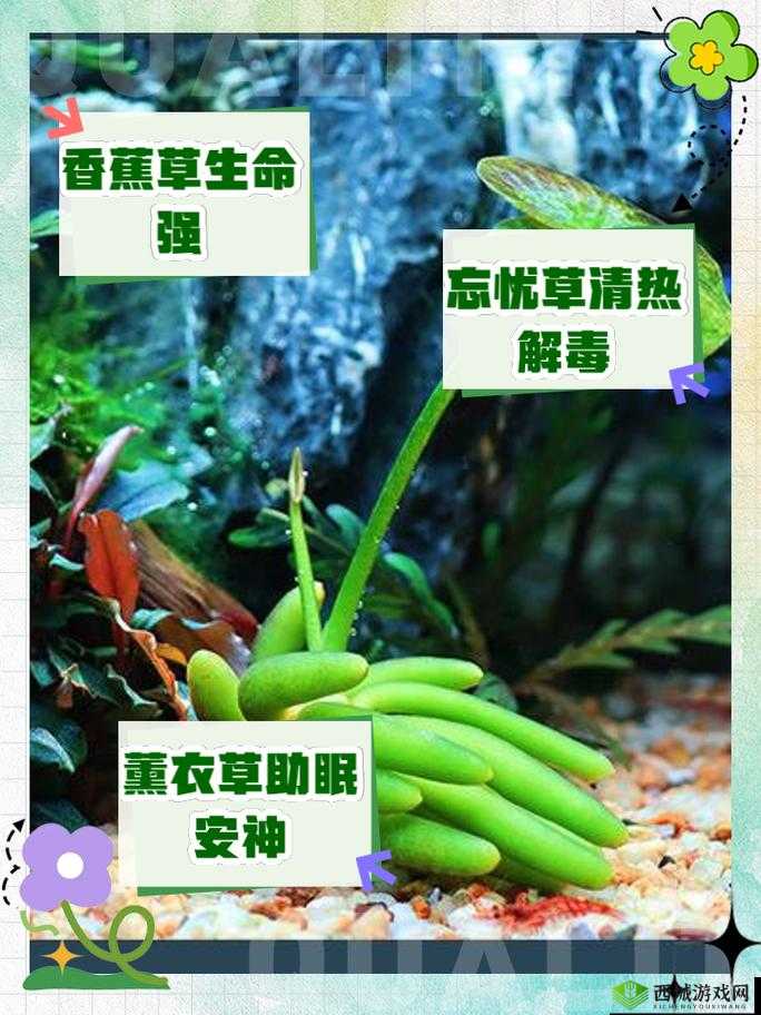 香蕉和忘忧草有何区别？带你了解它们的不同之处