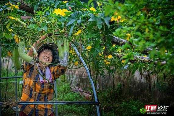 国产丝瓜视频在线：畅享精彩视频内容无极限