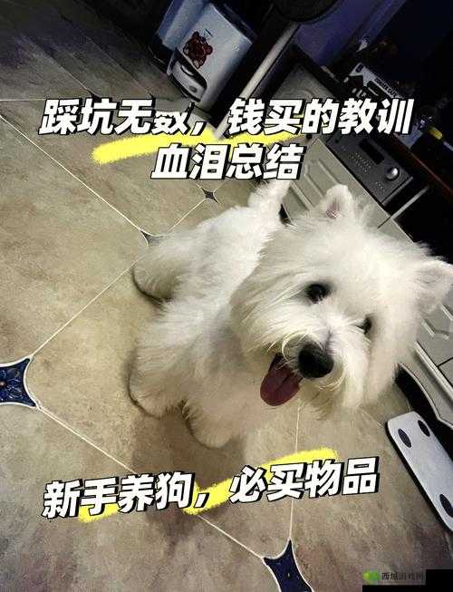 女狗出街任务表：狗狗外出必备事项清单