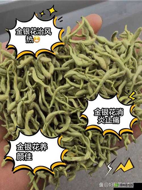 通水管 TXL 金银花：清热解毒的天然良药