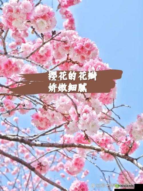 我能否深入了解你关于樱花的一切呢