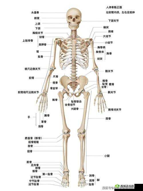 两个男生做下肢运动致小腹变大引发的思考