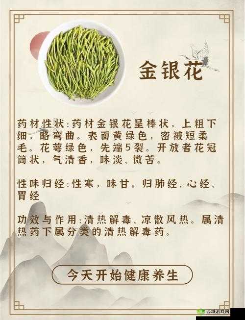 双管齐下 TXL 金银花：清热解毒的天然良药