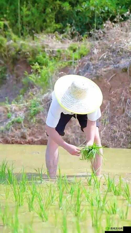 情侣之间插秧的图片：记录爱情与劳动的美好瞬间