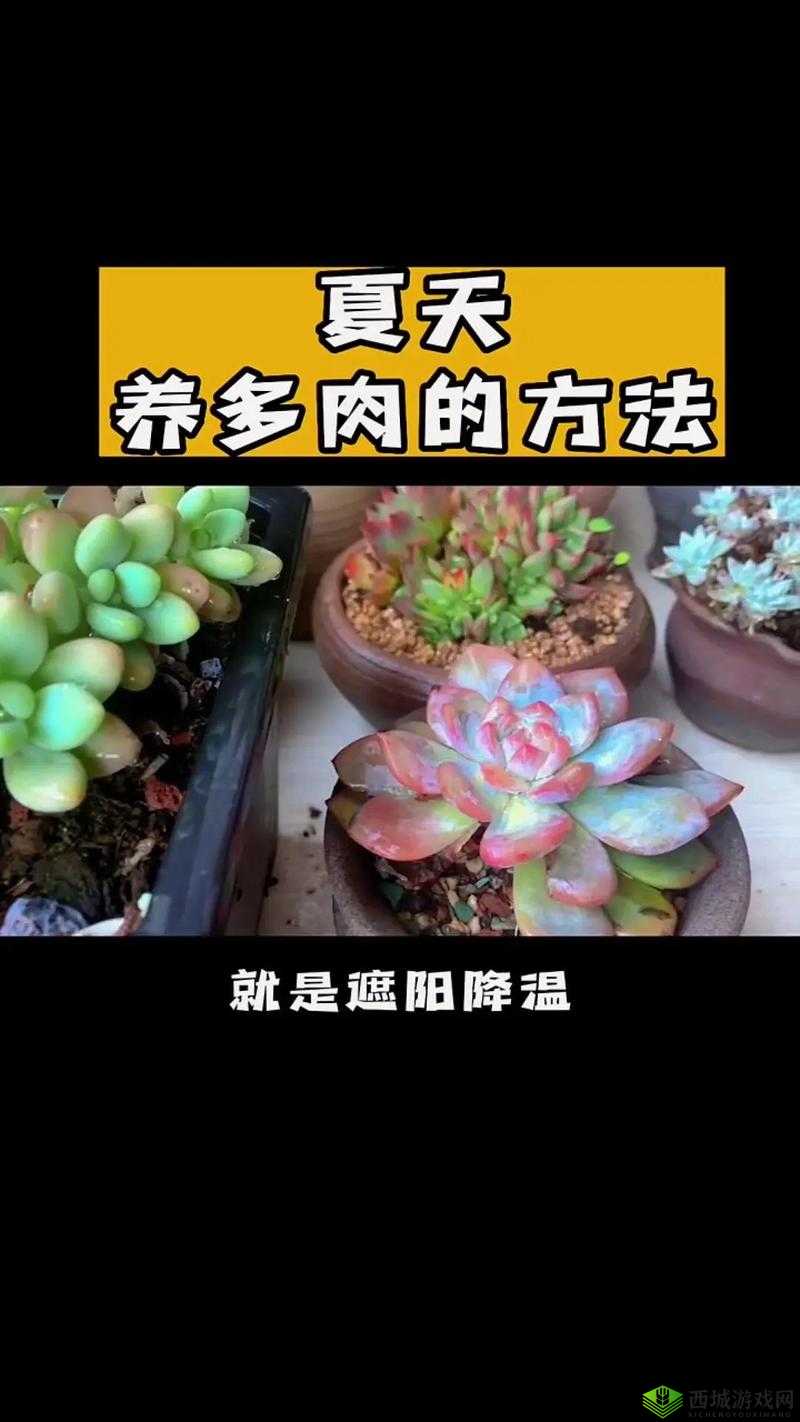 皇家共享小公主多肉怎么养：掌握这些技巧，让你的多肉植物茁壮成长