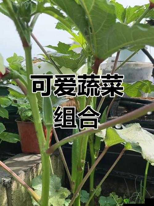 草莓香蕉丝瓜秋葵香草的奇妙组合与独特魅力